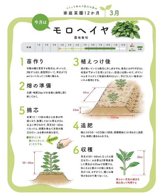 わたしの家庭菜園 Ja香川県 香川県農業協同組合