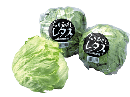 野菜 レタス Ja香川県 香川県農業協同組合