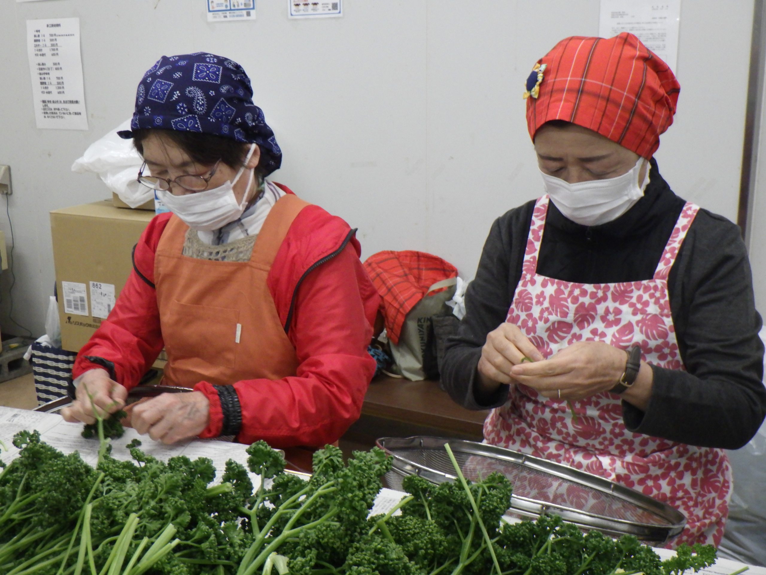 大内地域女性部 乾燥パセリ製造 | JA香川県 - 香川県農業協同組合